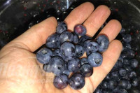 Berba borovnice kasni, cijena 20 KM za kilogram