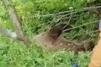 Mještani Jajca spasili mečku koja se zapetljala u žicu VIDEO
