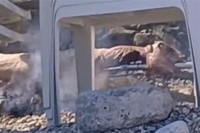 Na plaži u Budvi iza ležaljki sakrili ražanj pa okrenuli jagnje VIDEO