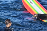 Vidre terorišu surfere i voze se na njihovim daskama