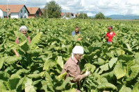 Nadu ulijeva bolja otkupna cijena duvana