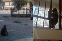 Odbjegli majmun napravio haos u Istanbulu, povrijeđene tri osobe (VIDEO)