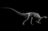 U Parizu na aukciji se prodaje rijetki dinosaur, očekuje se cijena veća od milion evra