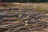 Akcija "Lager 2023": Uhapšena četiri lica zbog bespravne sječe šume