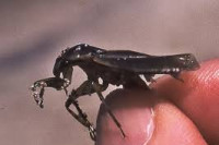 Ne ubijajte insekte rukama, posljedice mogu biti katastrofalne