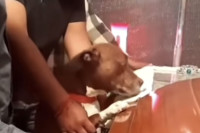 Video psa koji se oprašta od svog vlasnika na sahrani rasplakao mnoge