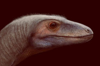 Otkrivena nova vrsta dinosaurusa u Brazilu