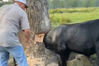 Radoznalo tele zaglavilo glavu u drvetu, farmer uletio u pomoć (VIDEO)