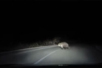 Snimljeno na putu u Srpskoj: Medvjed istrčao pred vozilo (VIDEO)