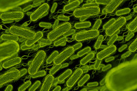 Razvijen novi antibiotik koji djeluje protiv smrtonosne superbakterije