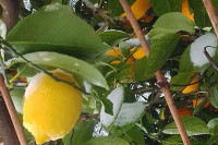 Mandarine, limun i masline prekrivene snijegom u najjužnijem gradu Srpske (FOTO)