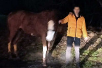Tinejdžer ukrao konja, pa pokušao da ga sakrije u stanu na trećem spratu