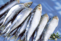 Pogledajte šta sve sadrži jedna sardina!
