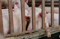 Svinje mogu na farme u kojima je zabilježena afrička kuga