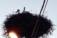 Na Sokocu lijep prizor: Vratile se rode