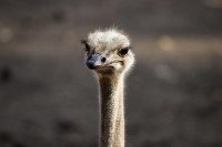 Noj pobjegao iz zoo vrta, izbjegavao gust saobraćaj sat vremena