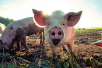 Nabavka svinja prevelik zalogaj za farmere?