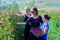 Berba maline na pragu, a hladnjače pune