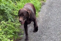 Pogledajte kako labrador glumi da ga boli šapa kako bi izbjegao šetnju