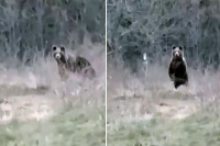 Postao prijatelj sa medvjedom: Ručaj medo, neće tebe tvoj Pavo dirati (VIDEO)