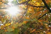 Danas sunčano, temperatura do 24 stepena