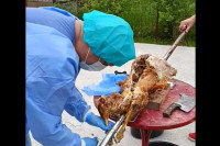 Obukao se kao hirurg, pa "operisao" jagnje