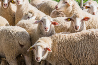 Bizaran slučaj u Žepču: Dala na čuvanje 159 ovaca, ali ih nije dobila nazad