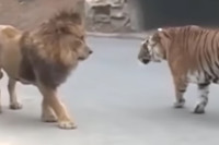 Nevjerovatan obračun tigra i lava (VIDEO)