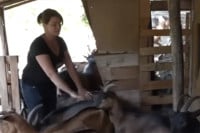 Napustila posao i otišla na selo da uzgaja koze