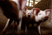 Farme zbog straha i dalje prazne