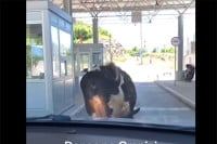 Krava blokirala granični prelaz (VIDEO)