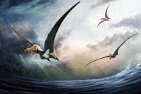 U Australiji otkrivene kosti letećeg dinosaura s masivnim jezikom