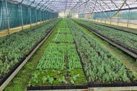 Plantaže Pančićeve omorike niču na jesen širom Srpske