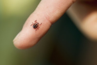 Samo jedan ujed krpelja može da izazove veliki broj različitih oboljenja: Evo šta treba raditi ako vas ugrize