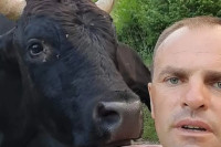Bik usmrtio čovjeka u Jajcu!