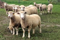 Vodio ovce kroz rođakovu njivu, ovaj ga izudarao štapom, pa davio