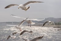 Galebovi napali devojku u Splitu: Jedva izvukla živu glavu