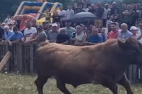 Haos tokom koride u BiH: Bik uletio u publiku