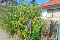 Ambrozija se širi Semberijom uprkos apelima za njeno uništavanje