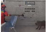 Divlji vepar upao u željezničku stanicu, pobjegao na maestralan način (VIDEO)