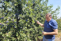 Dodik iskoristio vikend za branje šljiva (VIDEO)