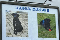 Cijeli grad traga za Garom: Čovjek zakupio bilbord da oglasi nestanak psa, nudi i vrijednu nagradu