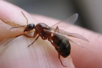 У Србији најезда летећих мрава, грађани у паници