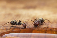 Prema narodnom vjerovanju mravi nagovještavaju događaje, evo kada slute zlo u kući
