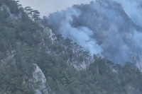 Oštećena Pančićeva omorika u NP Drina