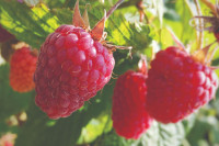 Istina o ishrani i karcinomu: Šta zaista kaže nauka?