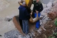 Spašena preplašena srna kod Buturović polja (VIDEO)