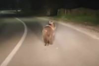 Medvjed napravio pometnju na putu Kotor Varoš - Teslić (VIDEO)