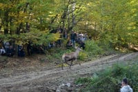 Jeleni ponovo u šumama Majevice