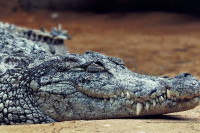 Uginuo najveći krokodil na svijetu